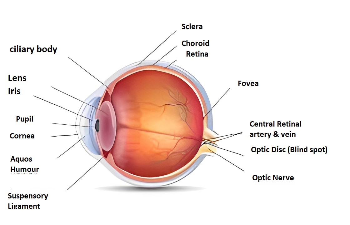 Eye Anatomy - Descemet's membrane
