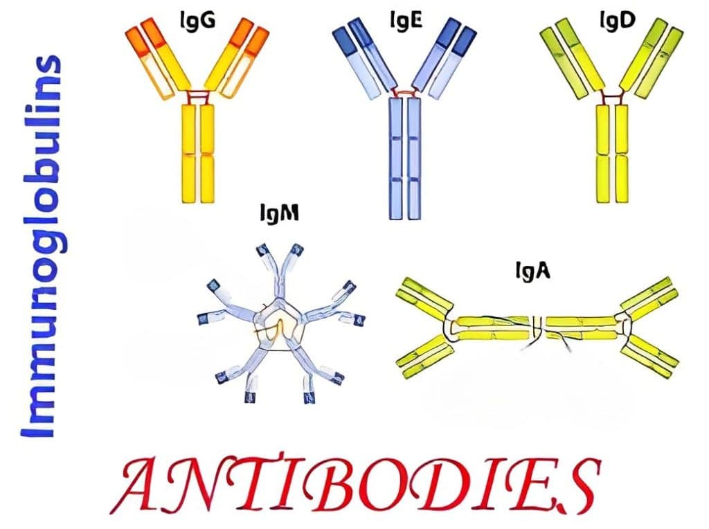 IgG Vs IgM Understanding Antibodies in the Immune System 2023