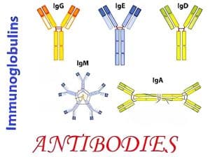 IgG vs IgM - Different Immunoglobulins Structures