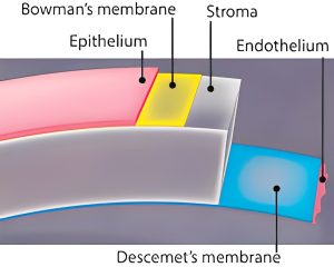 Descemet's Membrane Anatomy
