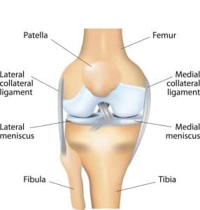 knee-joint-anatomy-lachman test