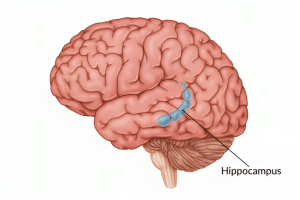 hippocampus involvement in cryptomnesia 
