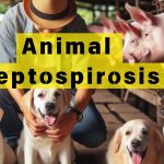 Animal Leptospirosis