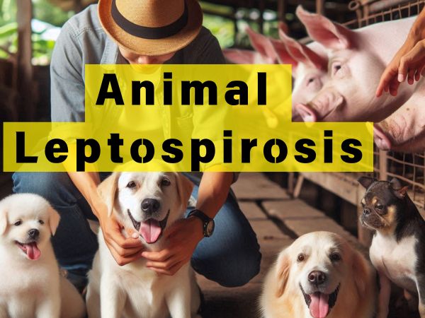 Animal Leptospirosis